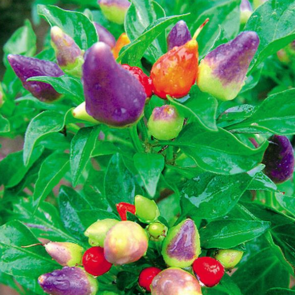 Colorful Ornamental Hot Pepper Seeds