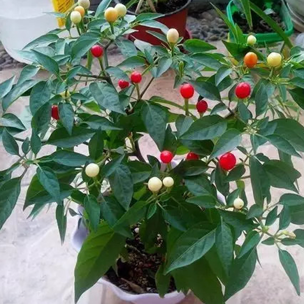 Colorful Ornamental Hot Pepper Seeds