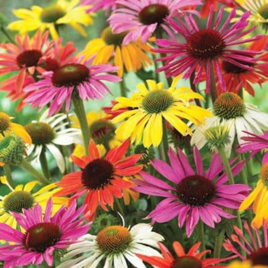 100 PCS Planting mixed Premium Echinacea flower seeds is easy to cultivate Echinochloa purpurea