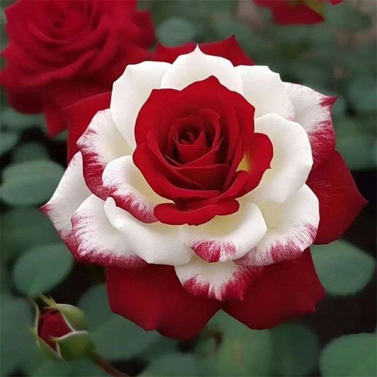 100 PCS Exotic Perennial Rose Seeds
