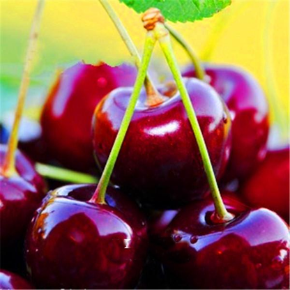 Dwarf Cherry Tree Seeds