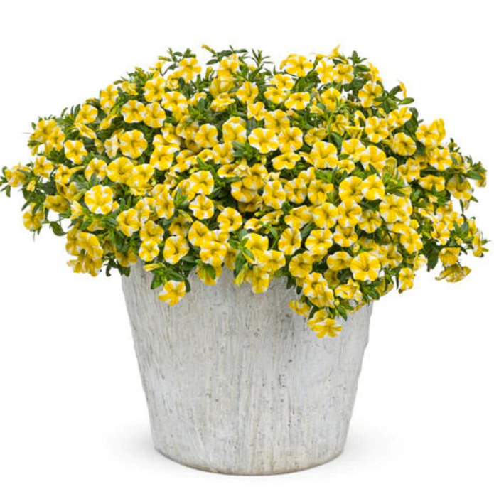 Lemon Slice Calibrachoa Petunia Flower Seeds