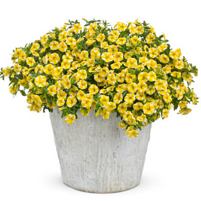 Lemon Slice Calibrachoa Petunia Flower Seeds