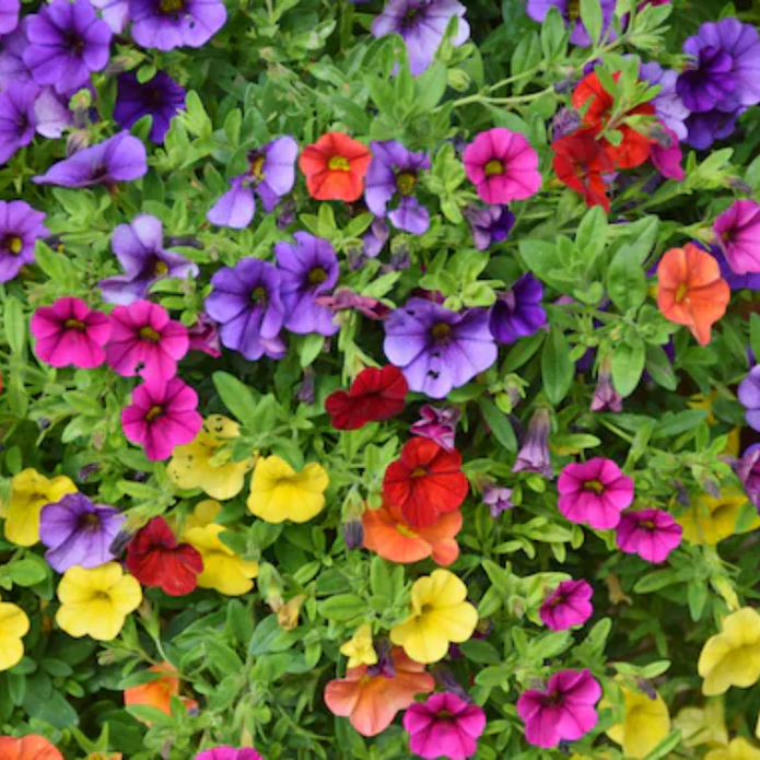 Calibrachoa Petunia Flower Seeds