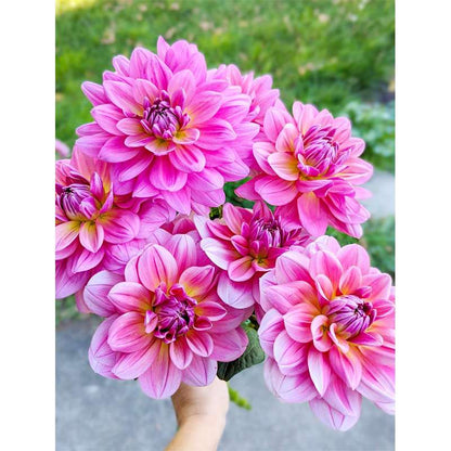 100 PCS Vibrant Mixed Color Dahlia Seeds - A Rainbow of Beauty for Your Garden