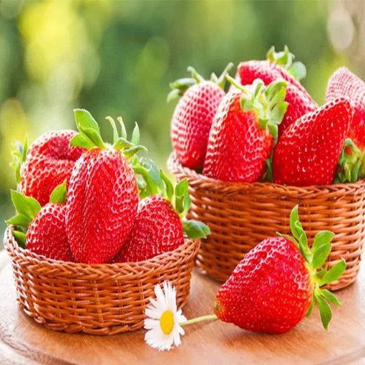 All Season Cream Strawberry Seeds