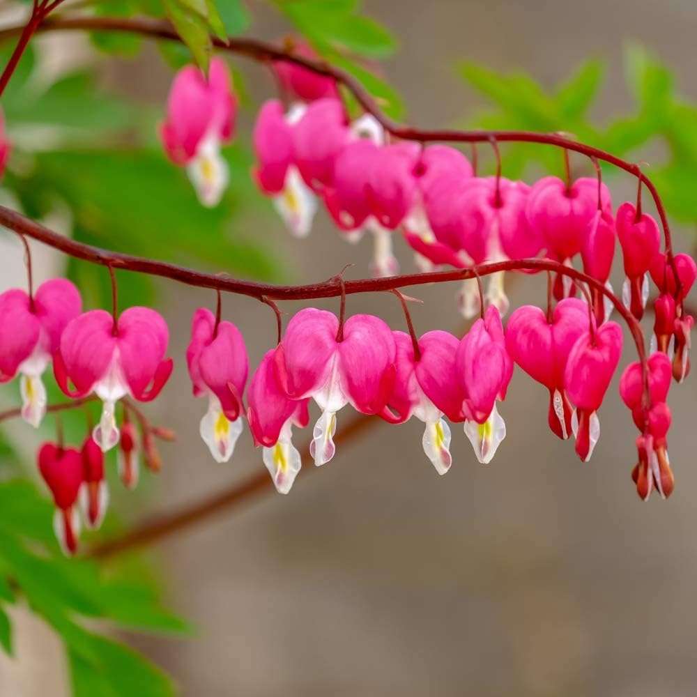 Pink Bleeding Heart Rare Seeds for Planting- Unique Flower, Sprout Beautiful Heart Shaped Blooms - Easy to Grow Perennials - Attracts Butterflies, Bees & Hummingbirds