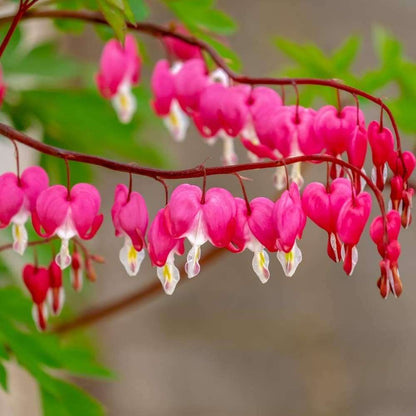 Pink Bleeding Heart Rare Seeds for Planting- Unique Flower, Sprout Beautiful Heart Shaped Blooms - Easy to Grow Perennials - Attracts Butterflies, Bees & Hummingbirds