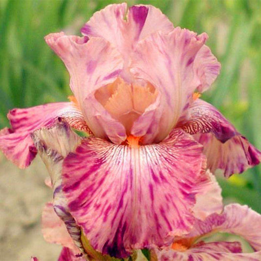 100 Pcs Pink peach German Iris Seeds