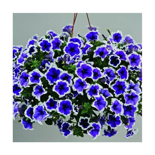100PCS Blue & White Morning Glory Seeds