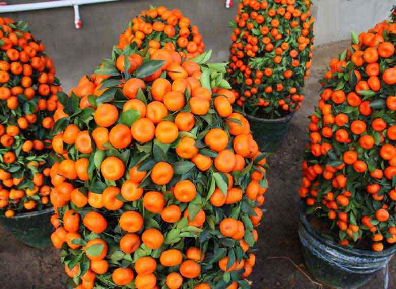 Climbing Orange Tree Seeds