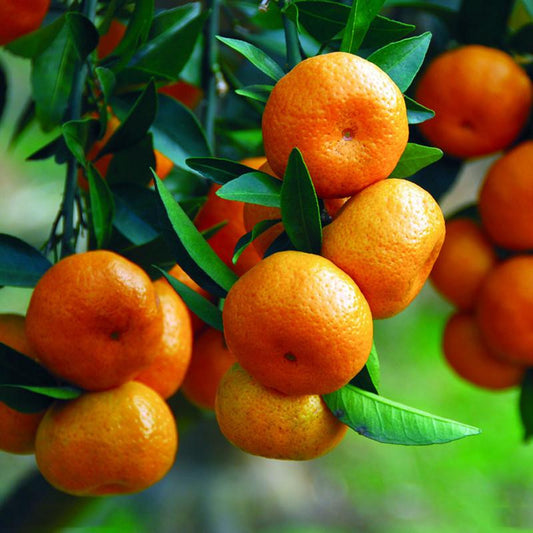 Climbing Orange Tree Seeds