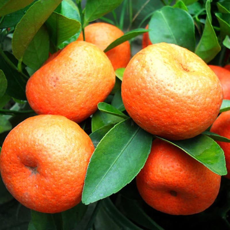 Climbing Orange Tree Seeds