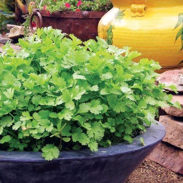 Healthy Cilantro Herb Seeds