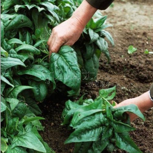 Green Salad Spinach Leave Seeds