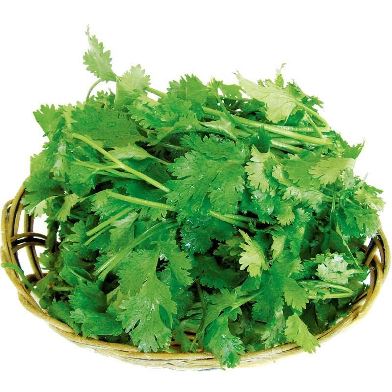 Cilantro Vegetable seeds