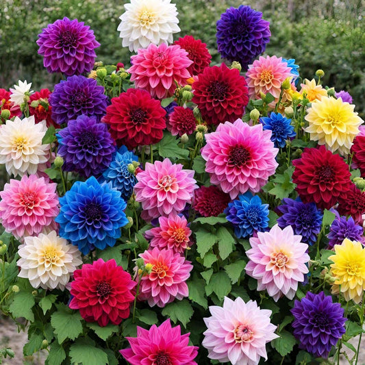 100 PCS Premium Colorful Dahlia Flower Seeds for Your Garden