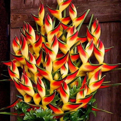 10 PCS Exotic Heliconia Flower Seeds - Bring Tropical Charm to Your Garden