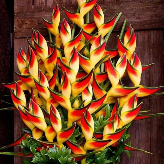 10 PCS Exotic Heliconia Flower Seeds - Bring Tropical Charm to Your Garden