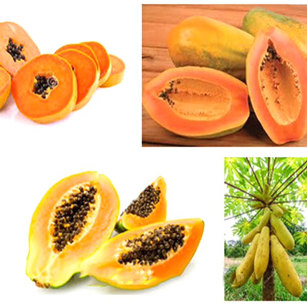 Yellow Gold Papaya Heirloom Seeds