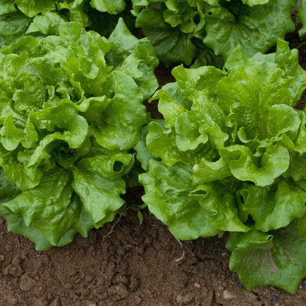 Glass Lettuce Vegetable Seeds