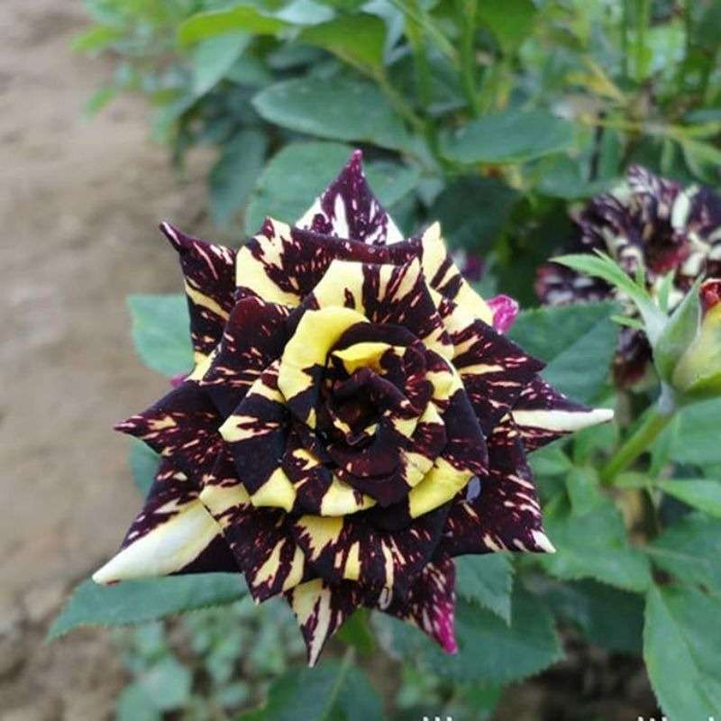 Exotic Stripe Rose Seeds - 100 PCS