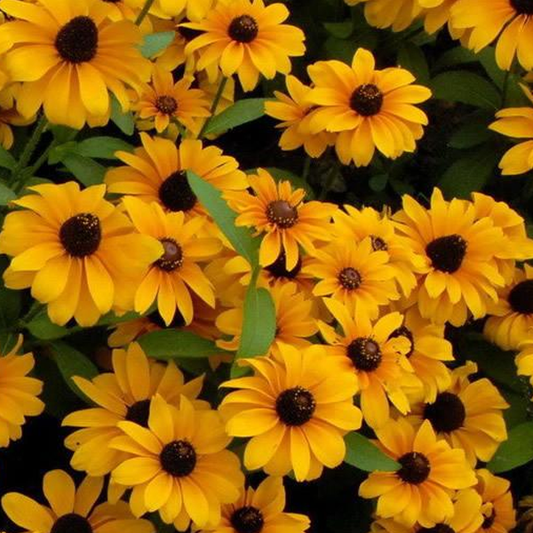 Summer Rudbeckia laciniata Yellow Flower Seeds