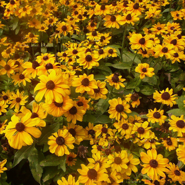 Summer Rudbeckia laciniata Yellow Flower Seeds