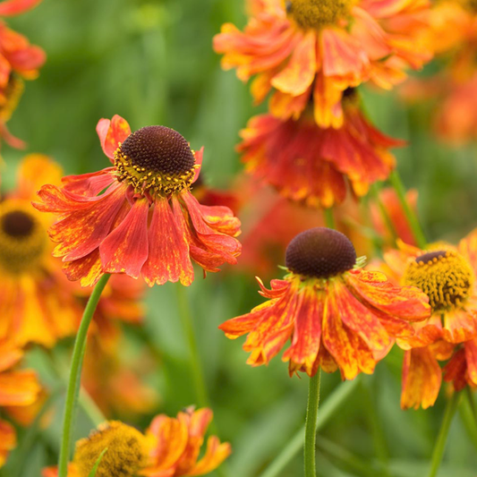 Orange Helenium Moerheim Beauty Flower Seeds