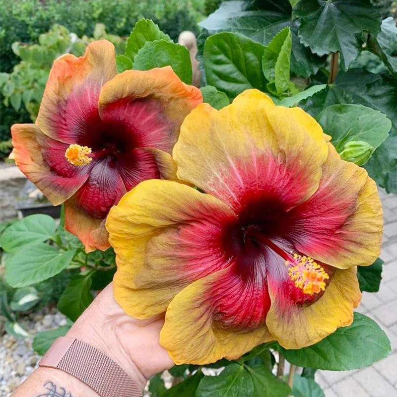 100 PCS Exotic Dark Purple Mixed Gaint Hibiscus Seeds - Vibrant Garden Accents for Your Yard
