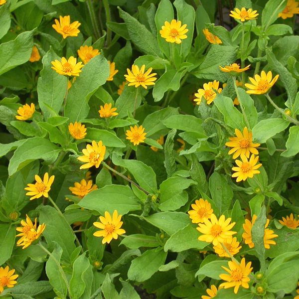 Melampodium Butter Daisy Flower Seeds