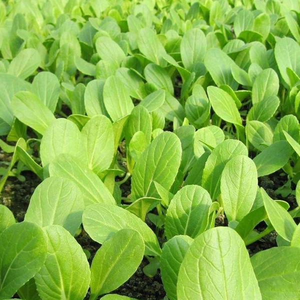 Little Turnip Seedlings Green Vegetables Seeds