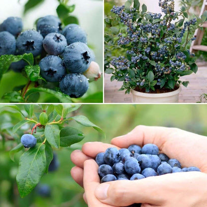1000pcs Organic Blueberry Seeds for Planting