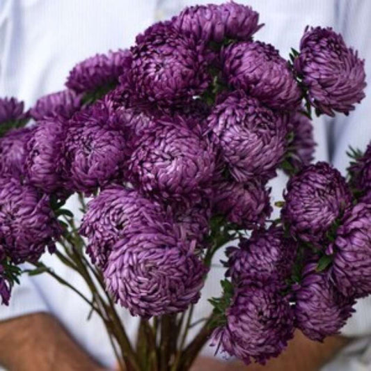 100 PCS Double Purple China Aster Seeds