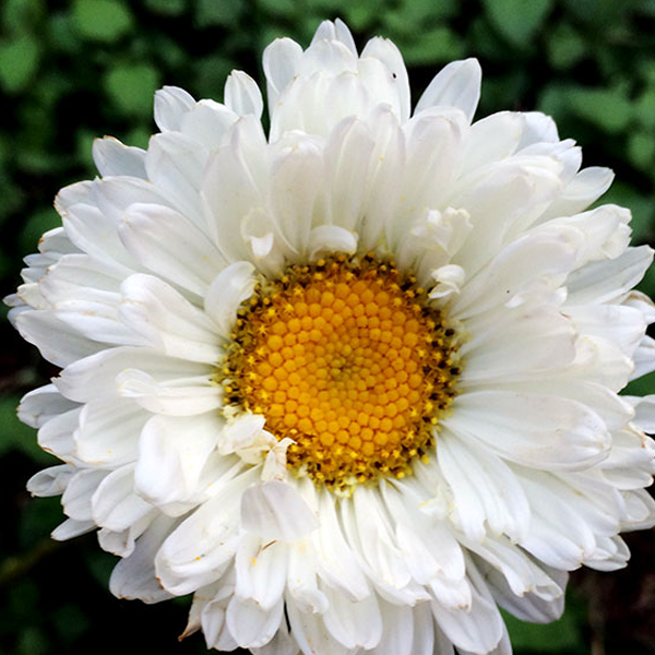 White Aster Flower Seeds