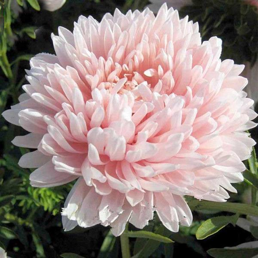 Peach Aster Flower Seeds