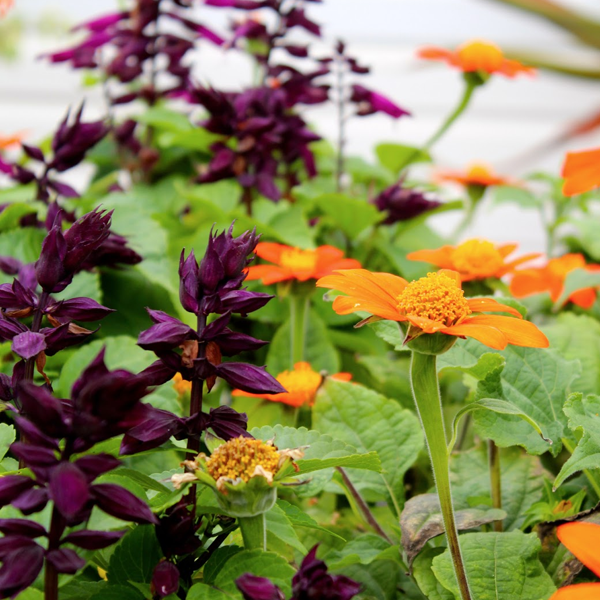 Maroon-Purple Salvia Splendens Ornamental Flower Seeds