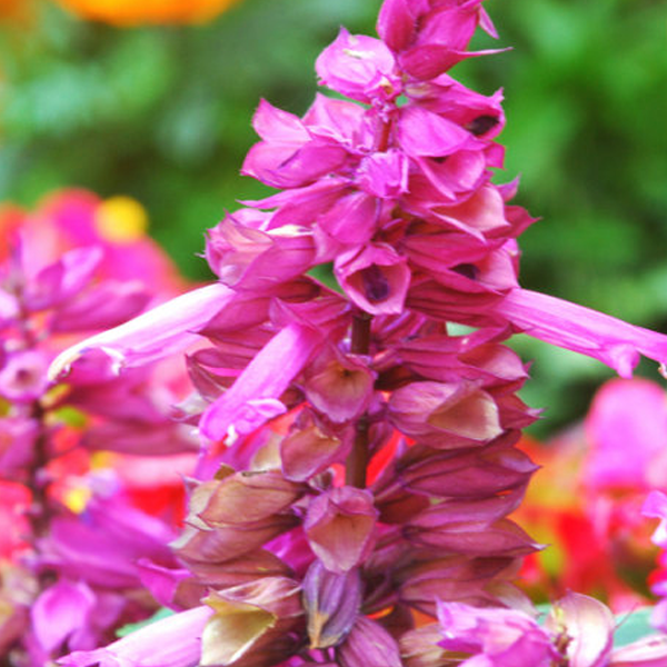 Pink Salvia Splendens Ornamental Flower Seeds