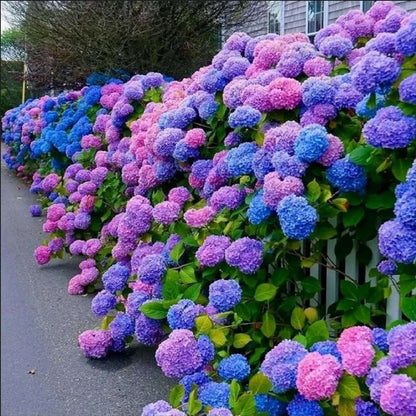20 PCS Stunning Rainbow Hydrangea Seeds - Create a Colorful Garden Oasis