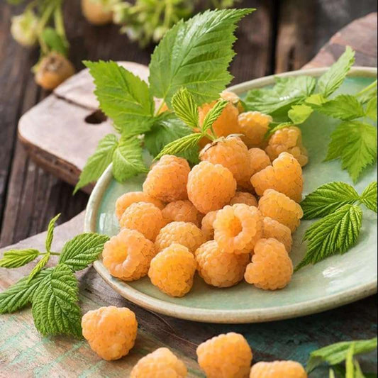 500 PCS Golden Raspberries - Non GMO