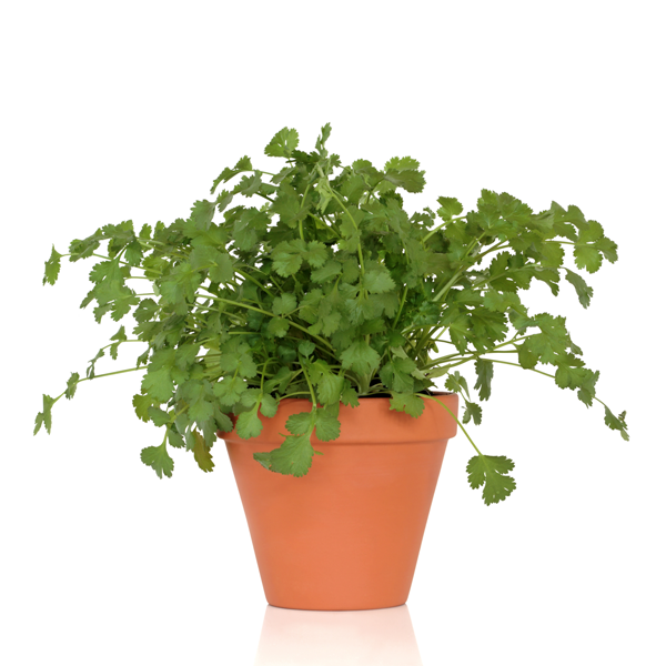 Healthy Cilantro Herb Seeds