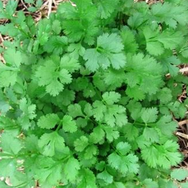 Healthy Cilantro Herb Seeds