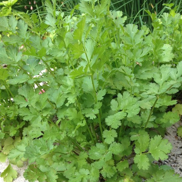 Healthy Cilantro Herb Seeds