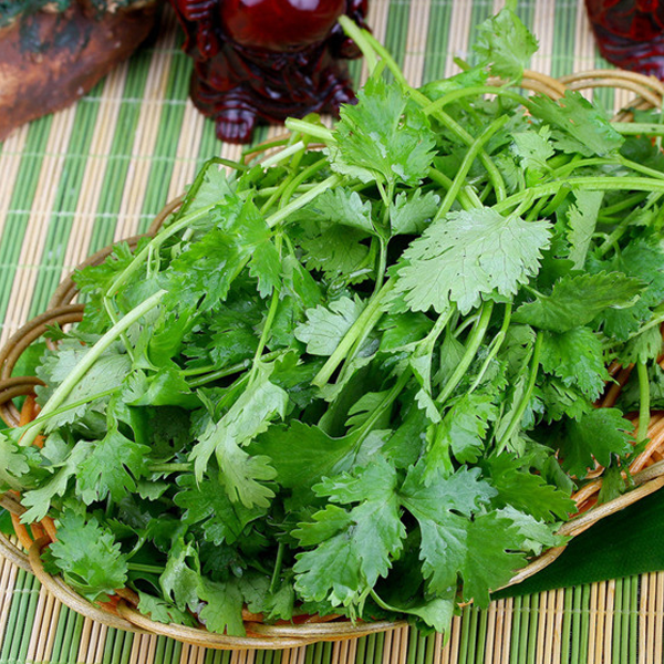 Healthy Cilantro Herb Seeds