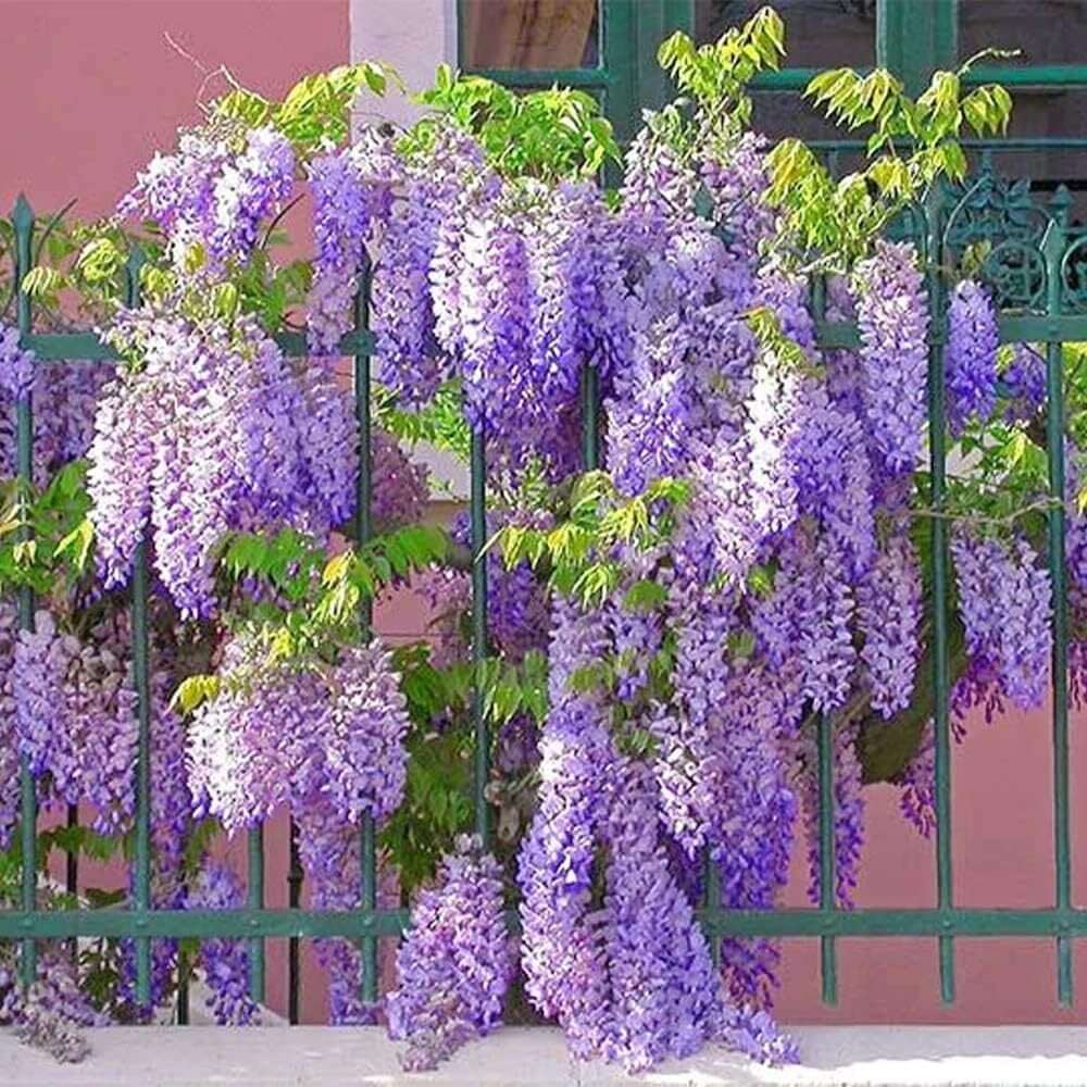 10 PCS Premium Wisteria Seed Collection - Ideal for Creating Magnificent Hanging Gardens