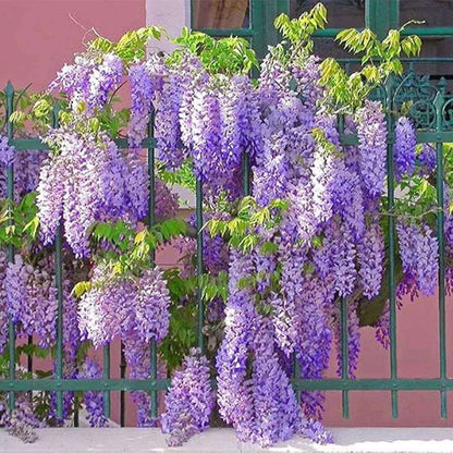 10 PCS Premium Wisteria Seed Collection - Ideal for Creating Magnificent Hanging Gardens