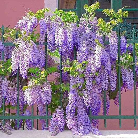 10 PCS Premium Wisteria Seed Collection - Ideal for Creating Magnificent Hanging Gardens