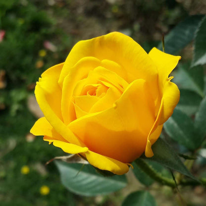 100 PCS Vibrant Yellow Rose