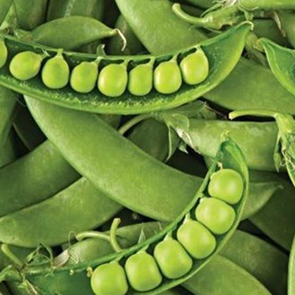 Sugar Snap Pea (200 Seeds)