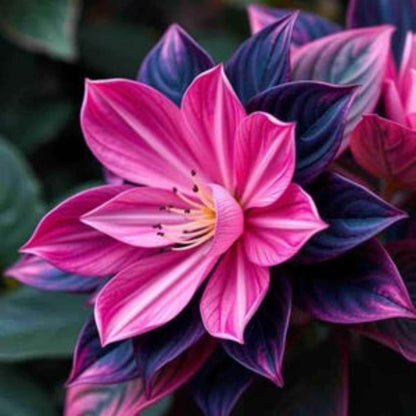 20 Midnight Valentine Camilla Flower Balsam seeds beautiful distinct colored plant